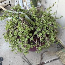 Elephant Bush Cuttings 🌿 Fresh Cut Today 