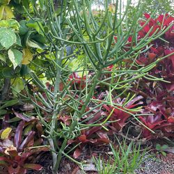 Pencil cactus there are no thorns they grow very easily and quickly you can make more plants off of cuttings 