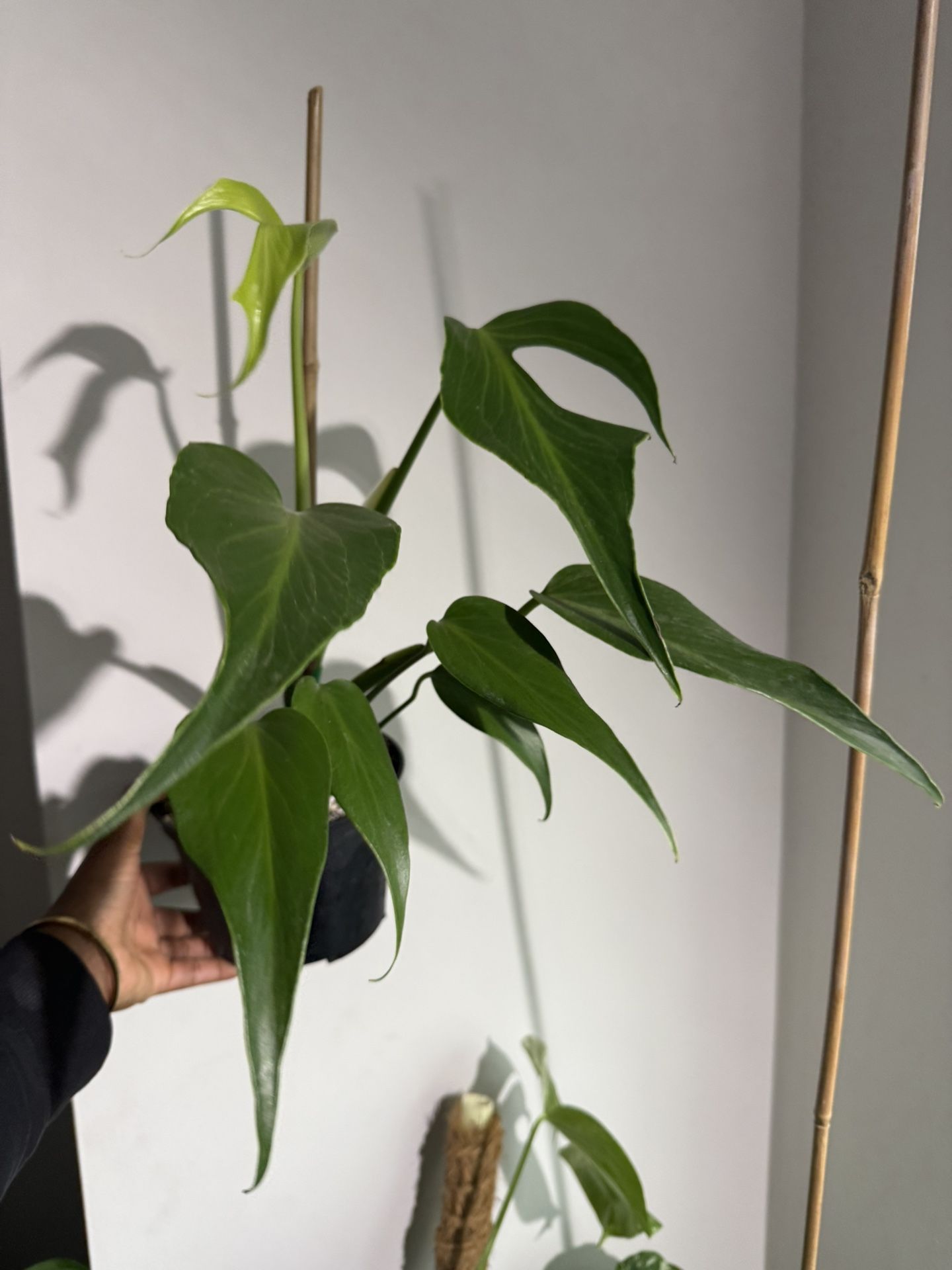 Monstera Burle Marx Flame