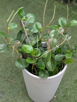 Peperomia obtusifolia  Plant 