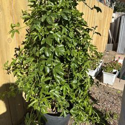 Large passion fruit tree