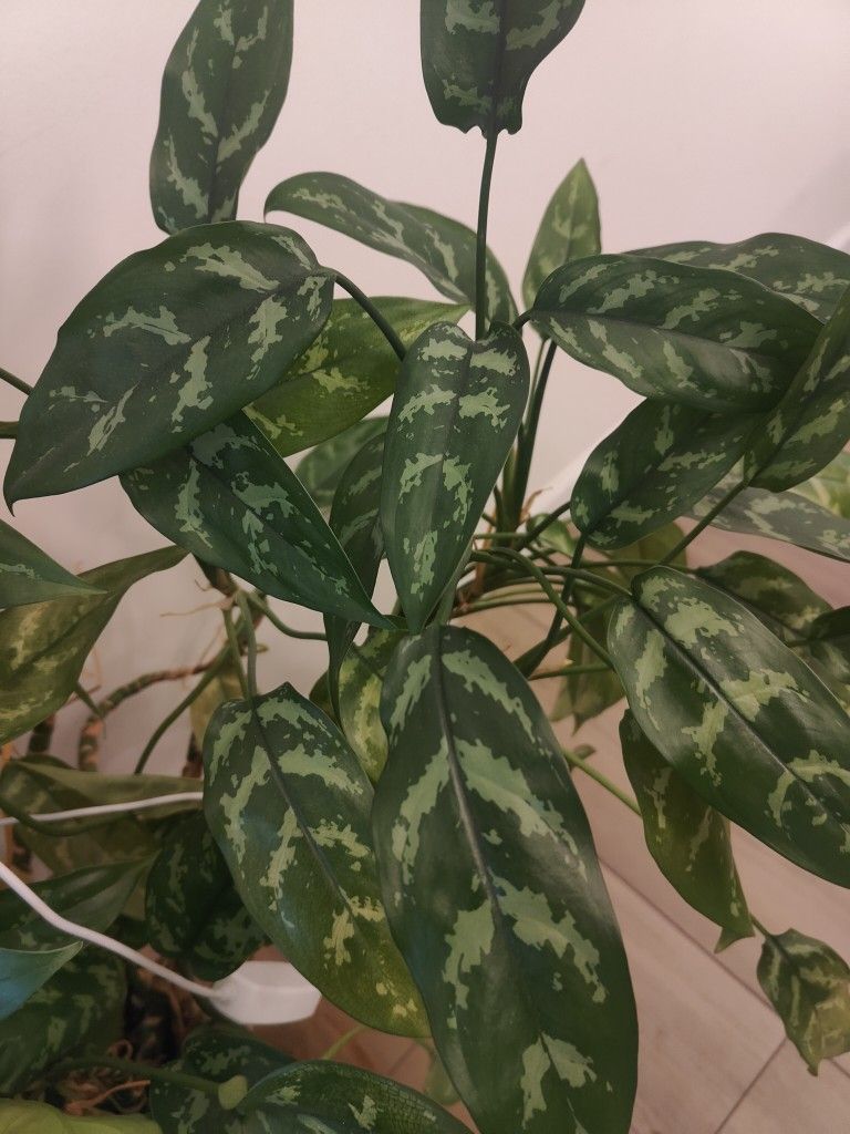 Chinese evergreen huge With Multiple Branches