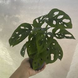 4” Monstera Swiss Cheese
