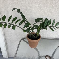 🌿Big ZZ plant - Real Plant - EASY CARE