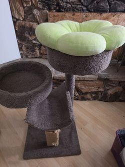 Cats camita