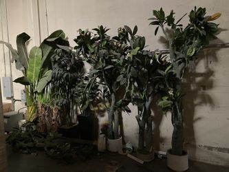 Banana Tree