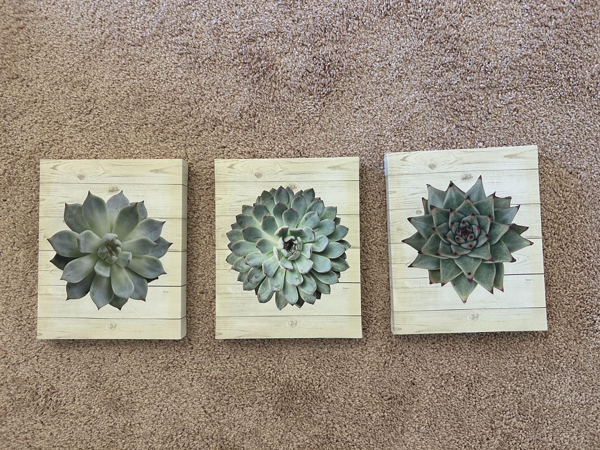 Set Of 3 Canvas Art 8X10 Succulents 