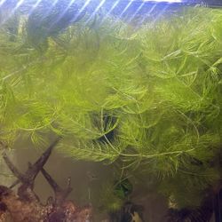 Hornwort 
