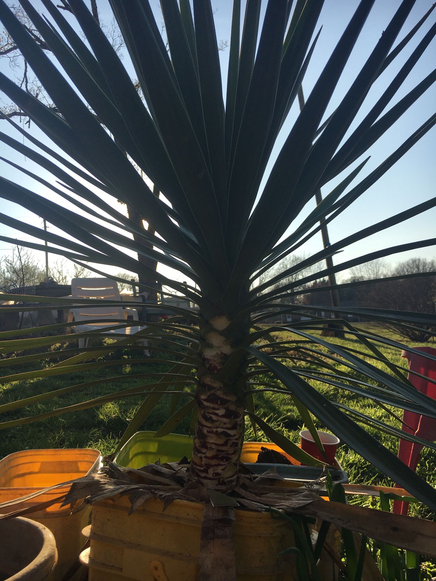 Young Spanish Bayonet
