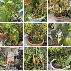 Large Plants
