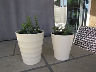 Set Of Pale Yellow Print Garden Pots With Succulents