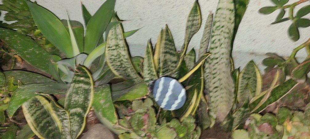 $1 Plants. Snake, Lillies, Bamboo Clippings, Dragon Fruit Clippings, Plummeria Clippings