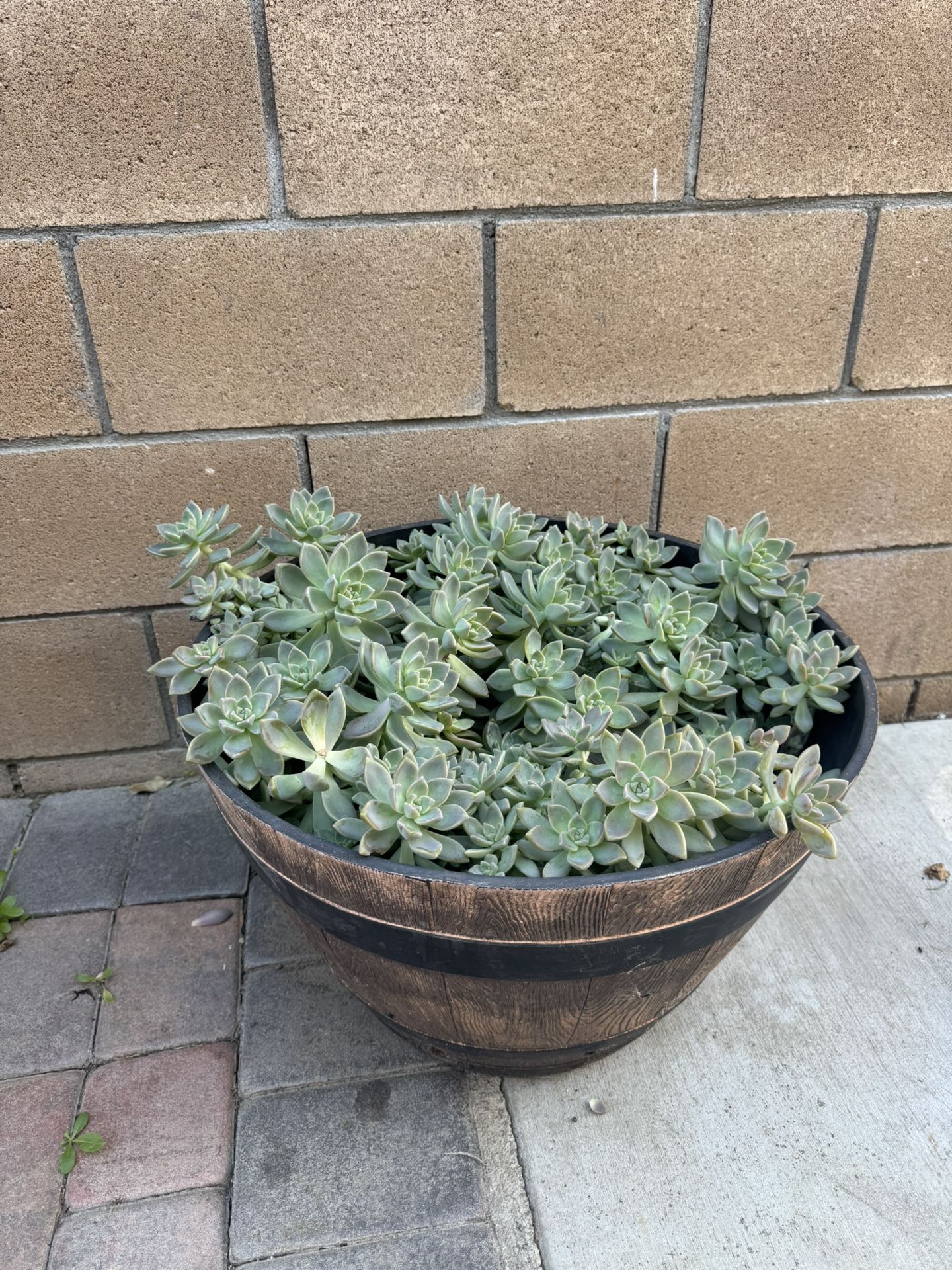 Beautiful Ghost Succulents In Large Barrel Pot
