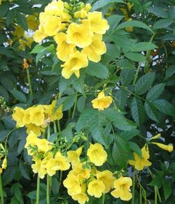 Yellow Tacoma Plant