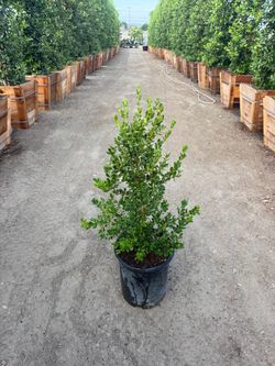 Japanese boxwood (Low Hedge)