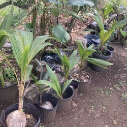 Coconut Trees And All Kind Palm And Avocad Pukinikini  