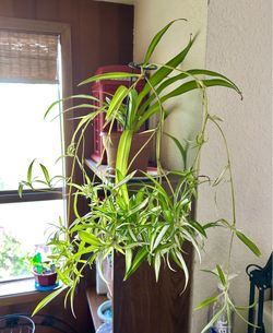 Healthy  variegated Spider Plant with lots of plantlets