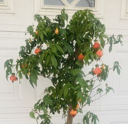Abutilon Chinese Lantern Blooming Plant, In 5 Gallóns Pot Is 5 Feet Tall Pick Up Only   