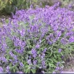 🌷🌼READ THE FULL POST B4 MESSEGE MESSEGE ME🐝🌺🍄FREE SAGE, PRIDE OF MADEIRA AND DRAGON FRUIT CUTTINGS🌼🍄🌱🌺🐝