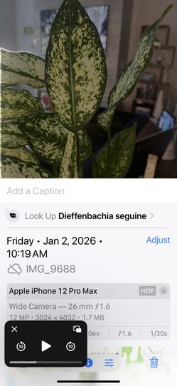 Plant And Pot - Diffenbachia Seguine