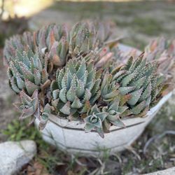 Heavy Planter With Succulents