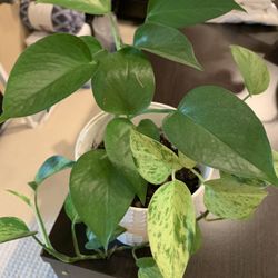 Pothos (house Plant)