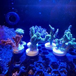 SPS Coral Decor