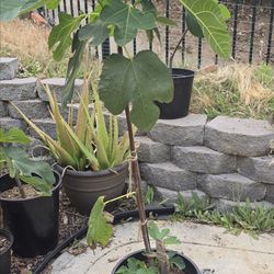 Fig Tree