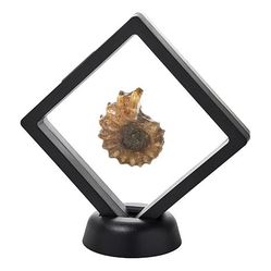 $55 madagascan ammonite fossil Jay King in floatin 862008 New $55 madagascan ammonite fossil Jay King in floating display Light color color will vary