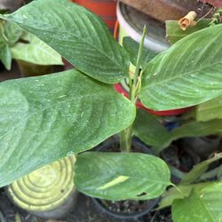 Planta