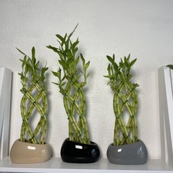 Lucky Bamboo Plants ($10 each )