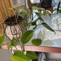 Golden Pothos in Rustic Ceramic Planter