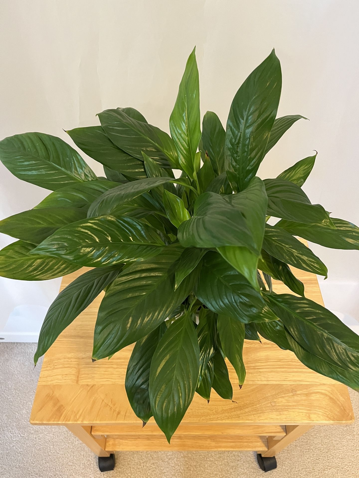 Spathiphyllum Houses Plant. Sammamish, Beaver Lake