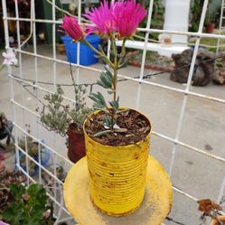 Flor