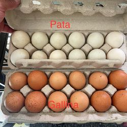 Fresh eggs