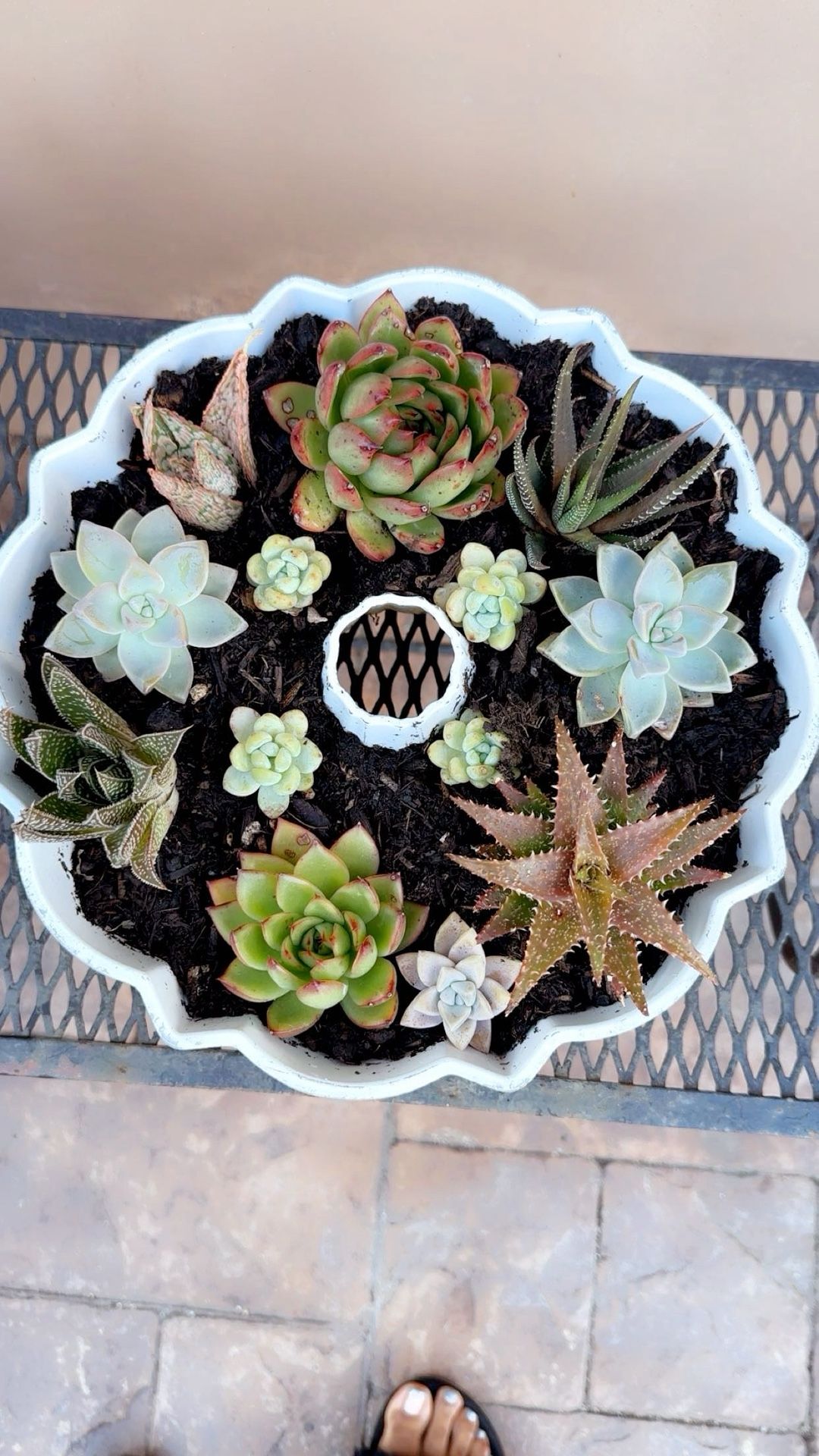 Succulents Pots
