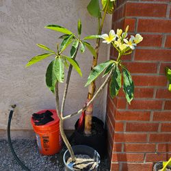 Plumeria