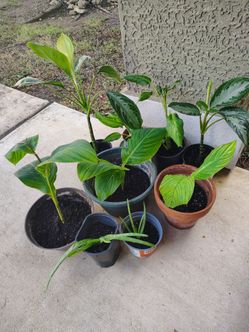 have only this plants