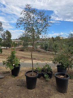 $275 Tall Queensland Bottle Tree 🌿