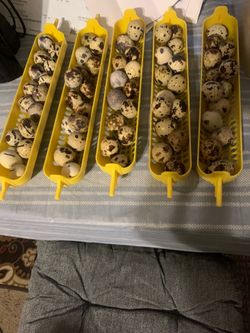 Quail Eggs for Hatching