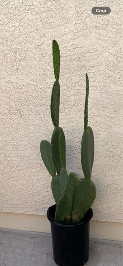 Prickly Pear Cactus 52” Tall