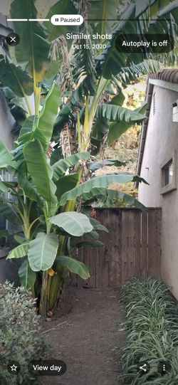 Banana trees