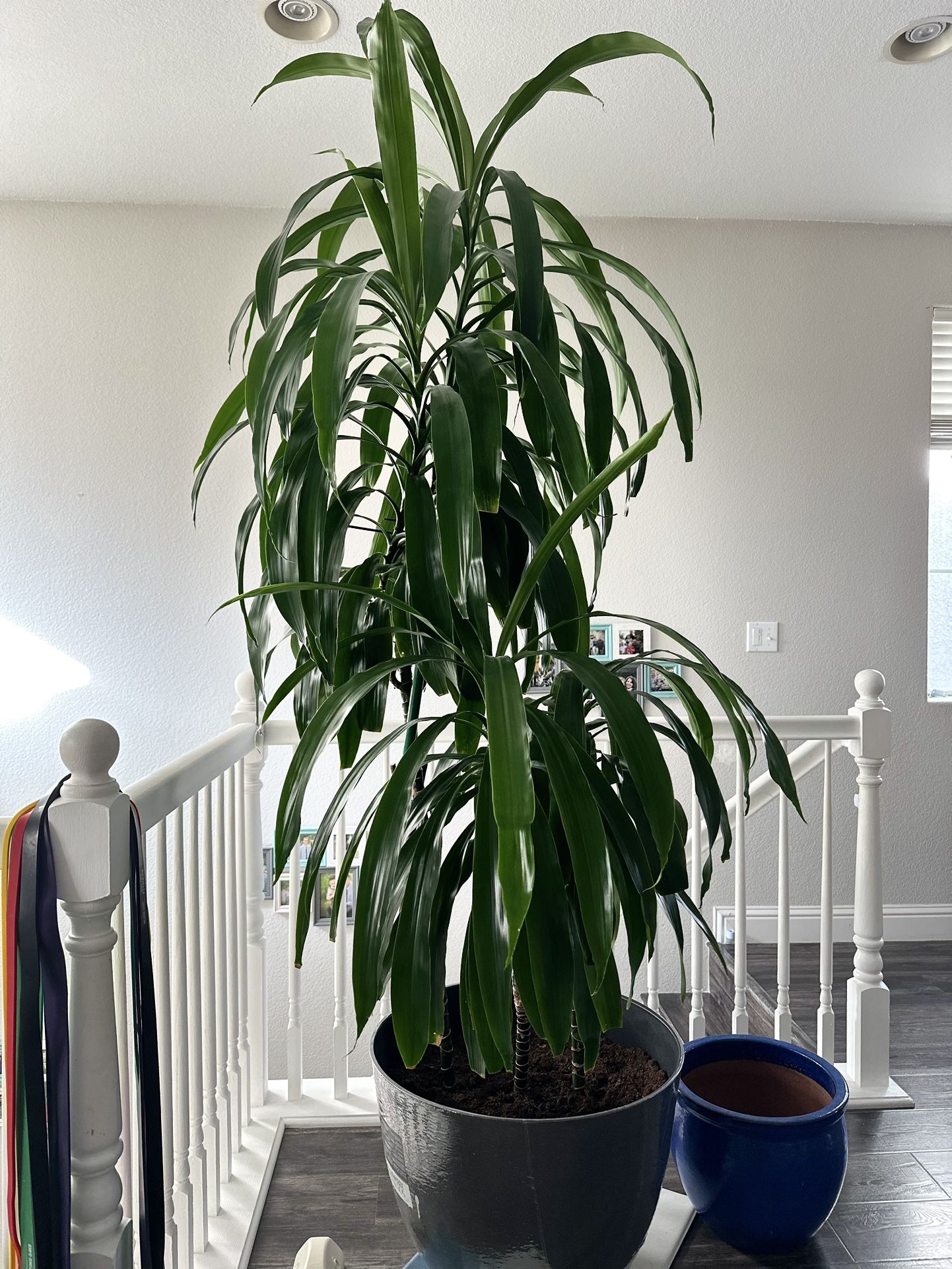 Dracaena Plant for Sale – Easy Care, Great for Indoors! 🌿