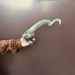 4” monkey tail cactus