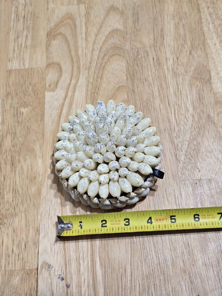 Sea Shell Handmade Trinket Jewelry Box