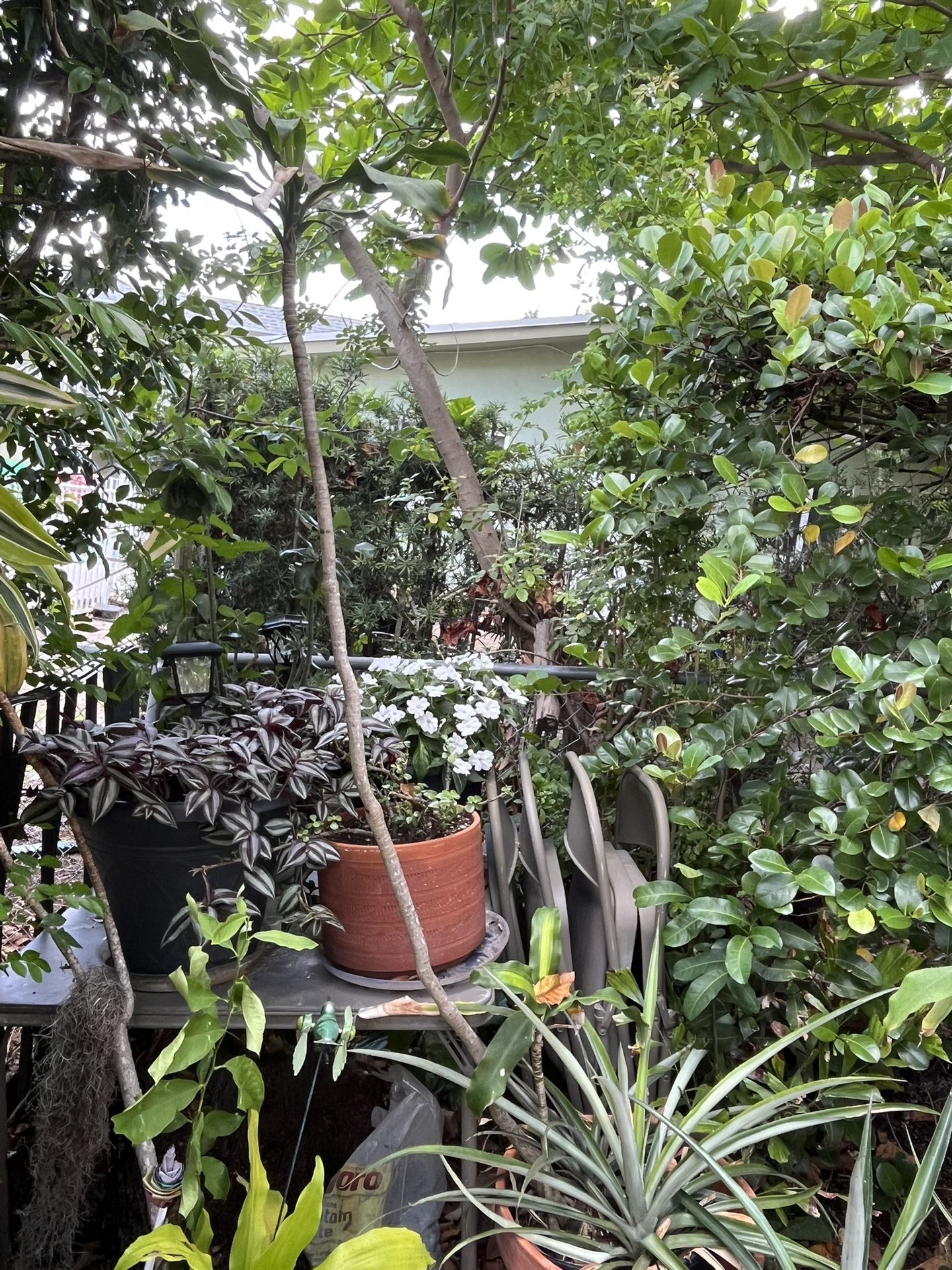 6 Ft Corn Plant In Plastic Pot