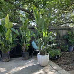 See description**Huge 7-7.5-8ft triple white bird of paradise, white ceramic pot not included, 95820