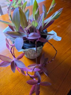 🪴Purple heart indoor plant in 6 inches pot and decorative plastic
