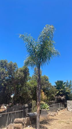 Queen palm