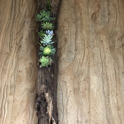 Succulents In Log Planter